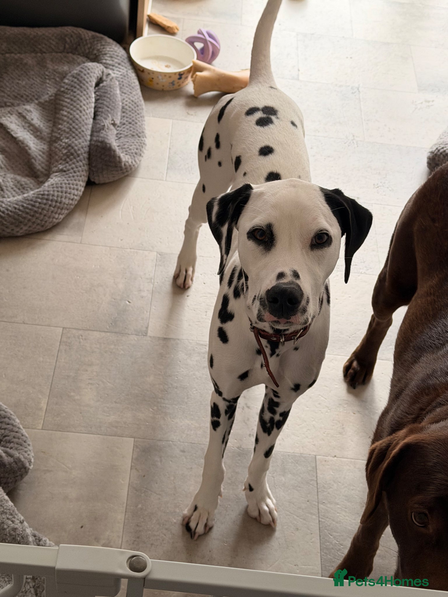 Dalmatian dogs Piper is a gorgeous gentle 8 month old puppy - Advert 1
