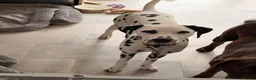 Dalmatian dogs for sale: Piper is a gorgeous gentle 8 month old puppy in Bromsgrove - Advert 1
