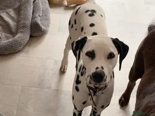 Dalmatian dogs Piper is a gorgeous gentle 8 month old puppy - Advert 3