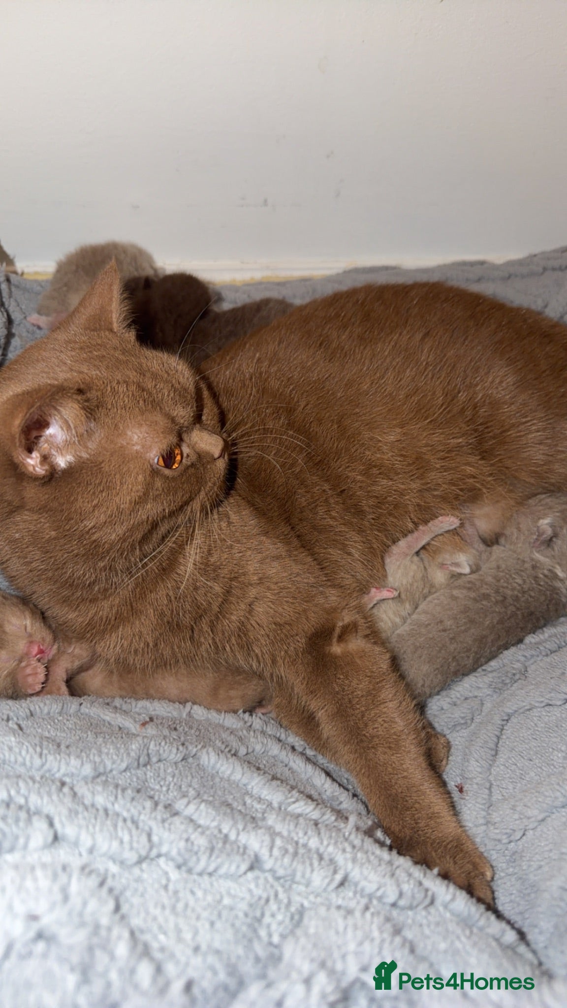 British Shorthair cats 3 gorgeous female lilac British shorthair kittens - Advert 1