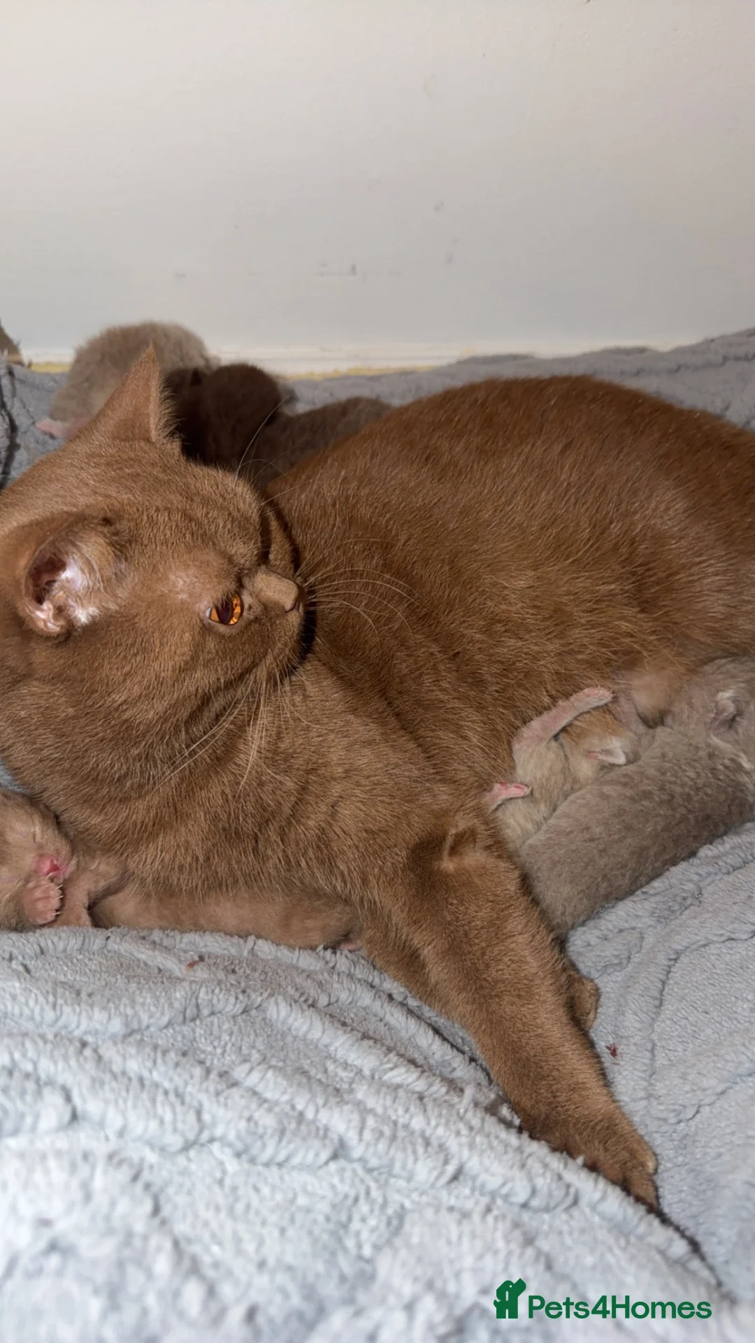 British Shorthair cats for sale: 3 gorgeous female lilac British shorthair kittens - Advert 1