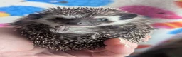 Pygmy Hedgehog rodents for sale: Gorgeous Baby Hoglets/Some Ready Now/ Reserve - Advert 9
