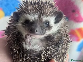 Pygmy Hedgehog rodents Gorgeous Baby Hoglets/ Ready to Reserve!!! - Advert 5