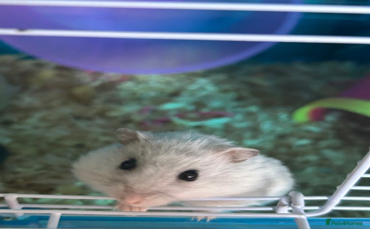 Hamster rodents - Advert 3