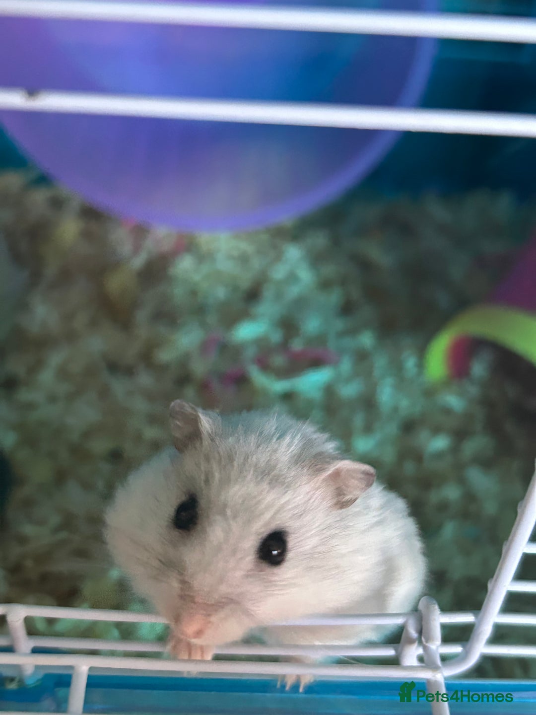Hamster rodents for sale: 2 hamsters + cage for sale  - Image 1