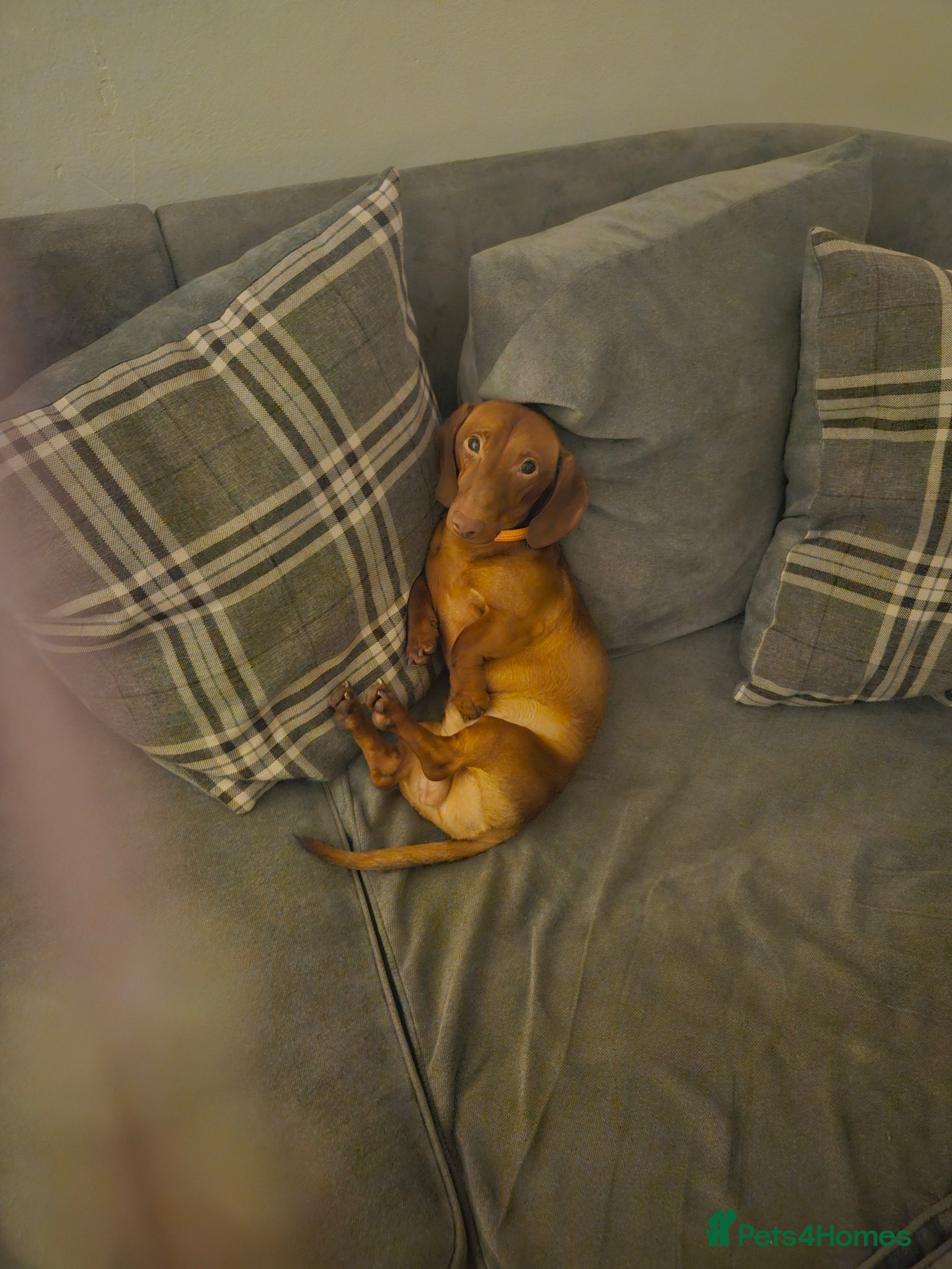 Miniature Dachshund dogs Miniature Dachshund for sale - Advert 1