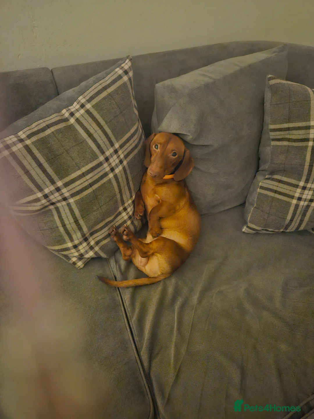 Miniature Dachshund dogs for sale: Miniature Dachshund for sale in Cwmbran - Advert 1