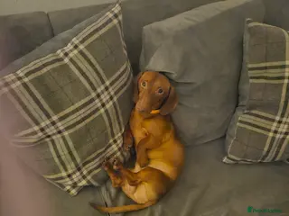 Miniature Dachshund dogs Miniature Dachshund for sale - Advert 1