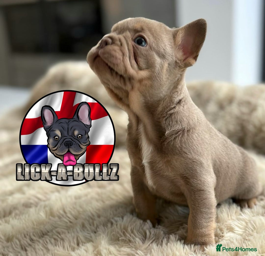 French Bulldog dogs for sale: Exclusive French bulldog puppies  - Image 10