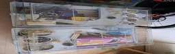 Mouse rodents for sale: Breeding fancy mice plus setups. PET HOME ONLY - Advert 6