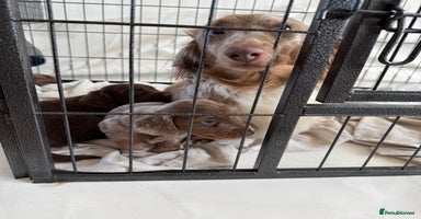 Miniature Dachshund dogs - Advert 6