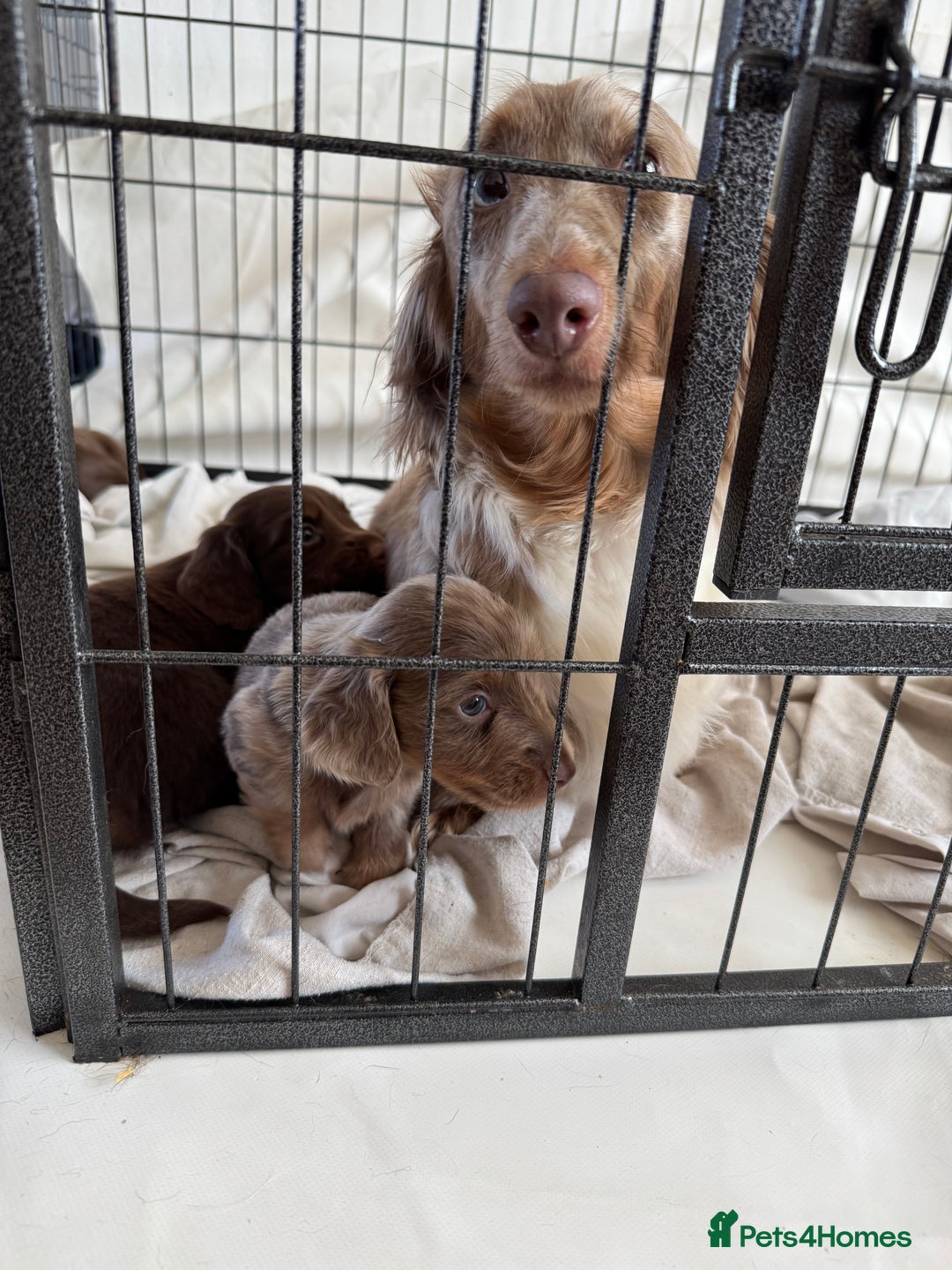 Miniature Dachshund dogs for sale: Long haired miniture dachshund  - Image 2
