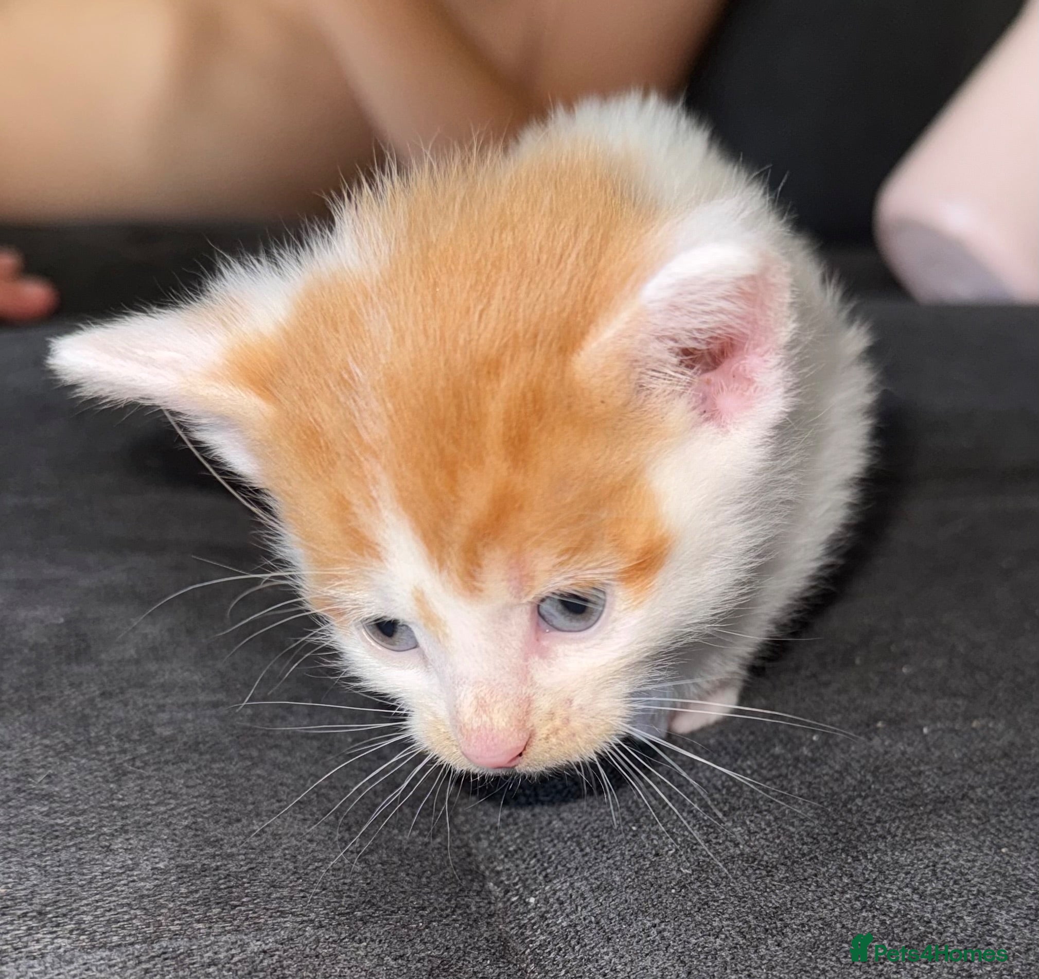 Domestic Shorthair cats Male kitten  - Advert 17