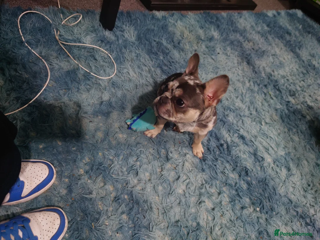 French Bulldog dogs for sale: French bulldog merle colour  in Bradford - Advert 3