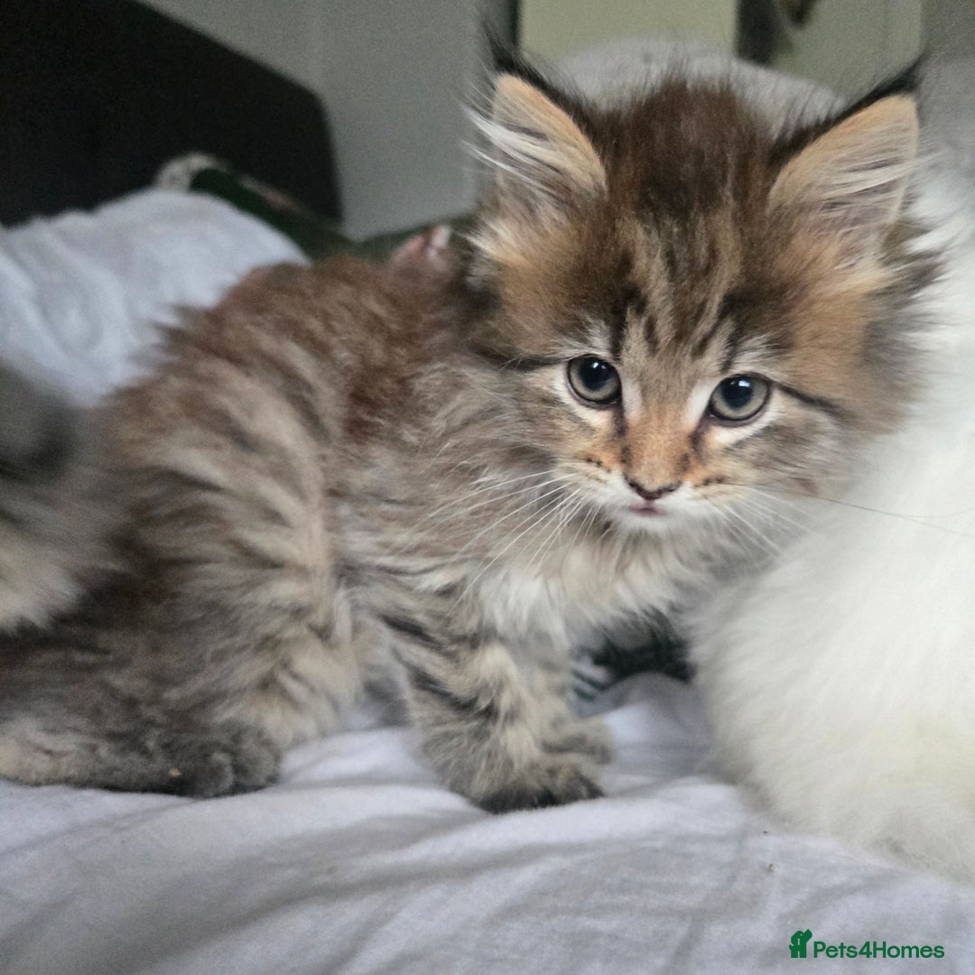 Maine Coon cats for sale: Maine coon Giant russian/European and American - Advert 8