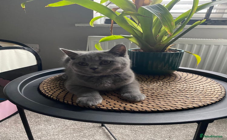 British Shorthair cats - Advert 10