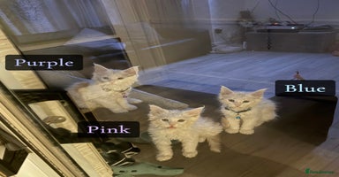 Maine Coon cats - Advert 10