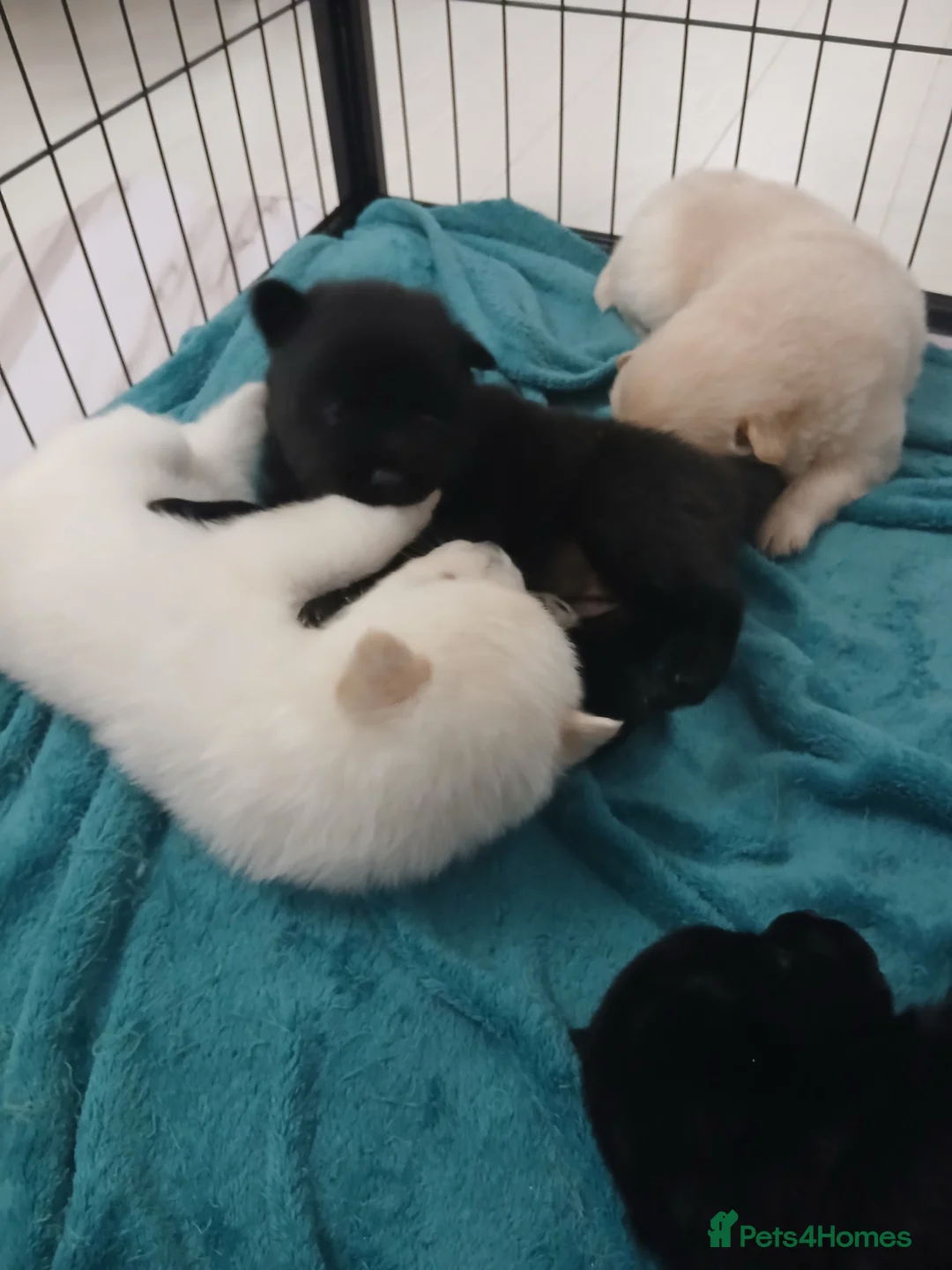 Mixed Breed dogs for sale: 5 stunning hybrid chowskis pups - Advert 11