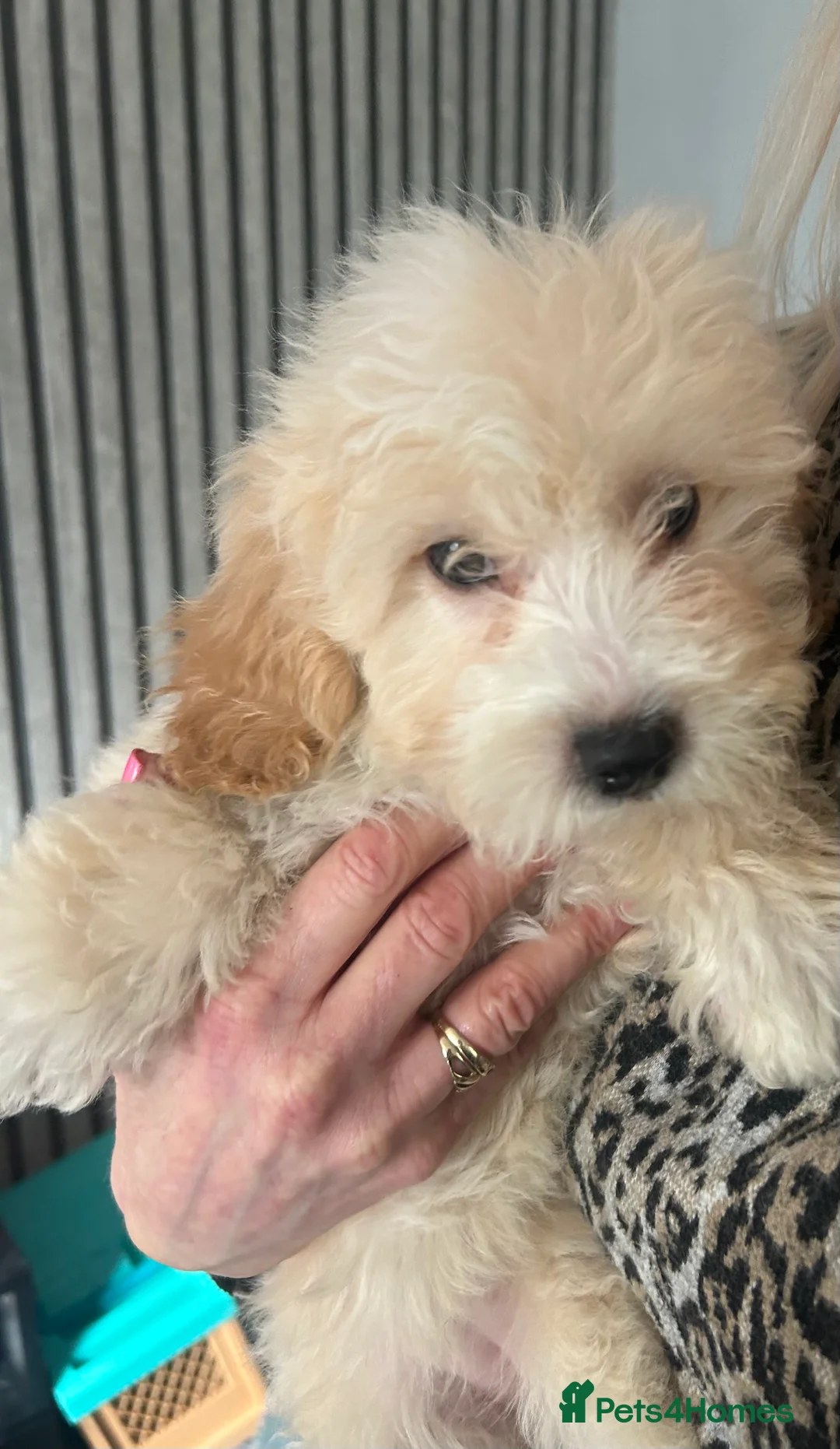 Cavapoo dogs for sale: BEAUTIFUL TOY CAVAPOOS - Advert 24