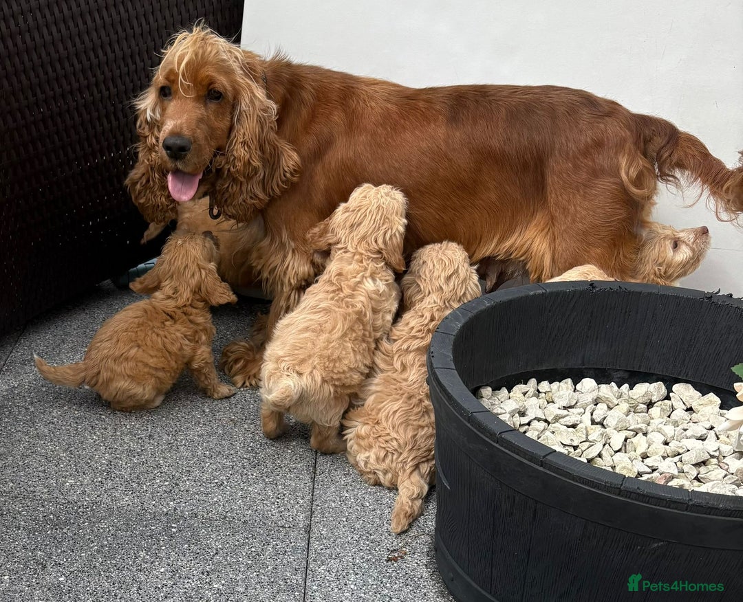 Cockapoo dogs for sale: Adorable cockapoos - Image 15
