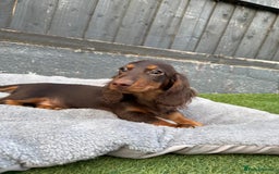 Miniature Dachshund dogs for sale: Last handsome long haired boy left ready now ! - Image 14