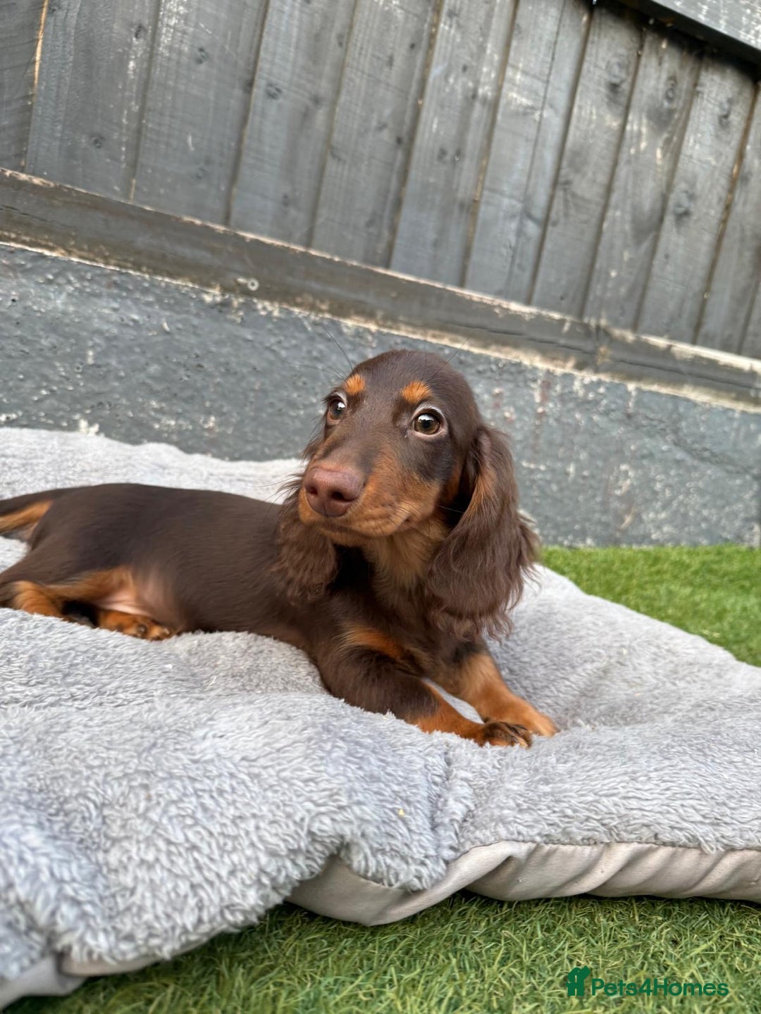 Miniature Dachshund dogs for sale: Last handsome long haired boy left ready now ! - Image 14