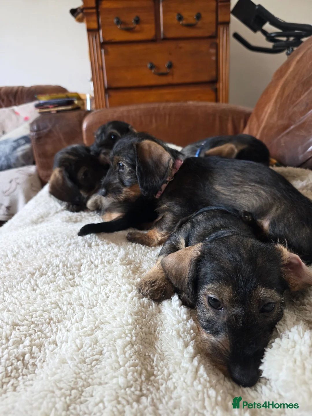 Dachshund dogs for sale: Five miniature Wire Haired Dachshund puppies - Advert 2