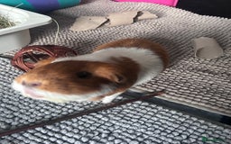Guinea Pig rodents for sale: 2 bonded female guinea pigs - Image 2