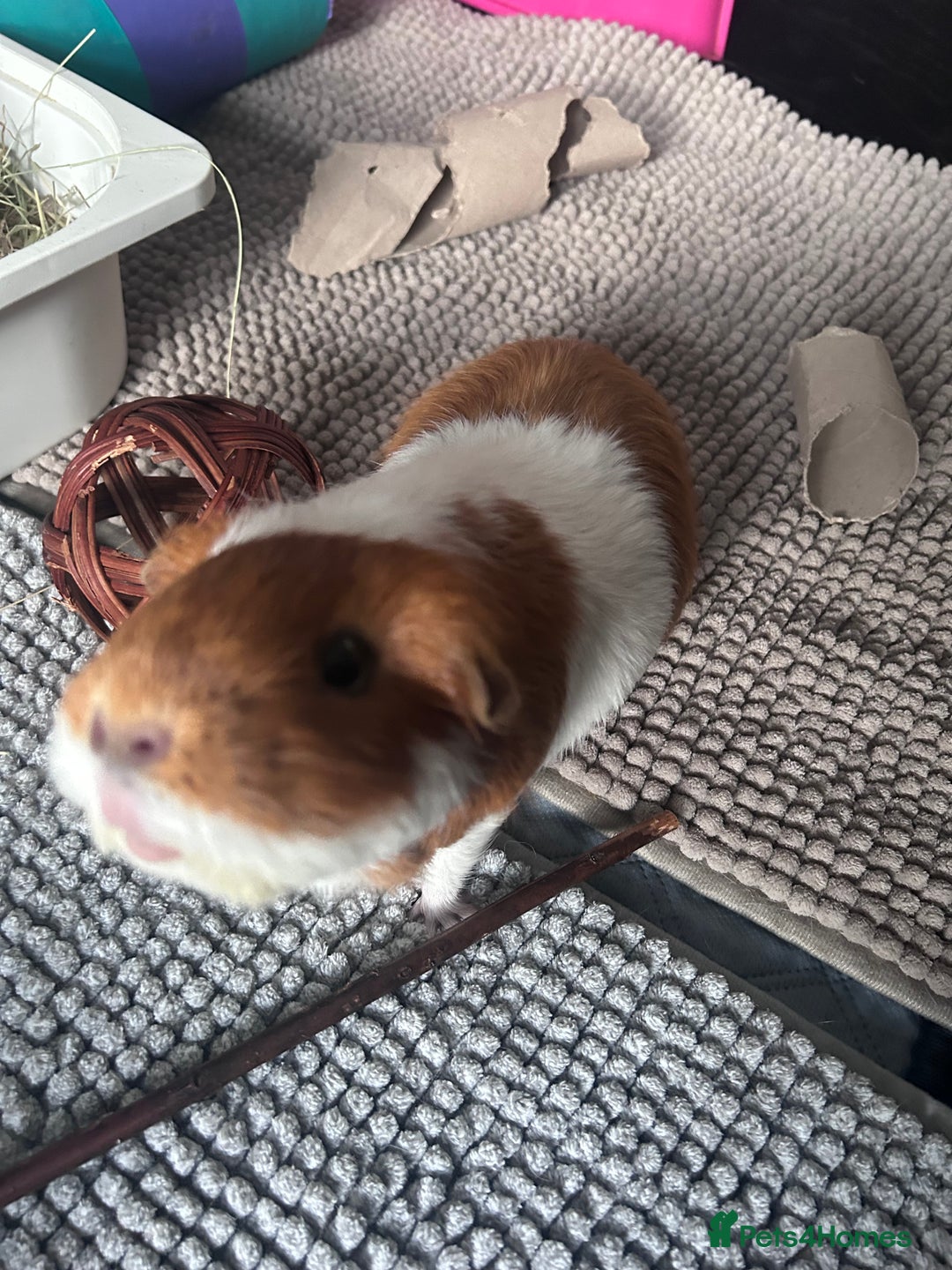 Guinea Pig rodents for sale: 2 bonded female guinea pigs - Image 2