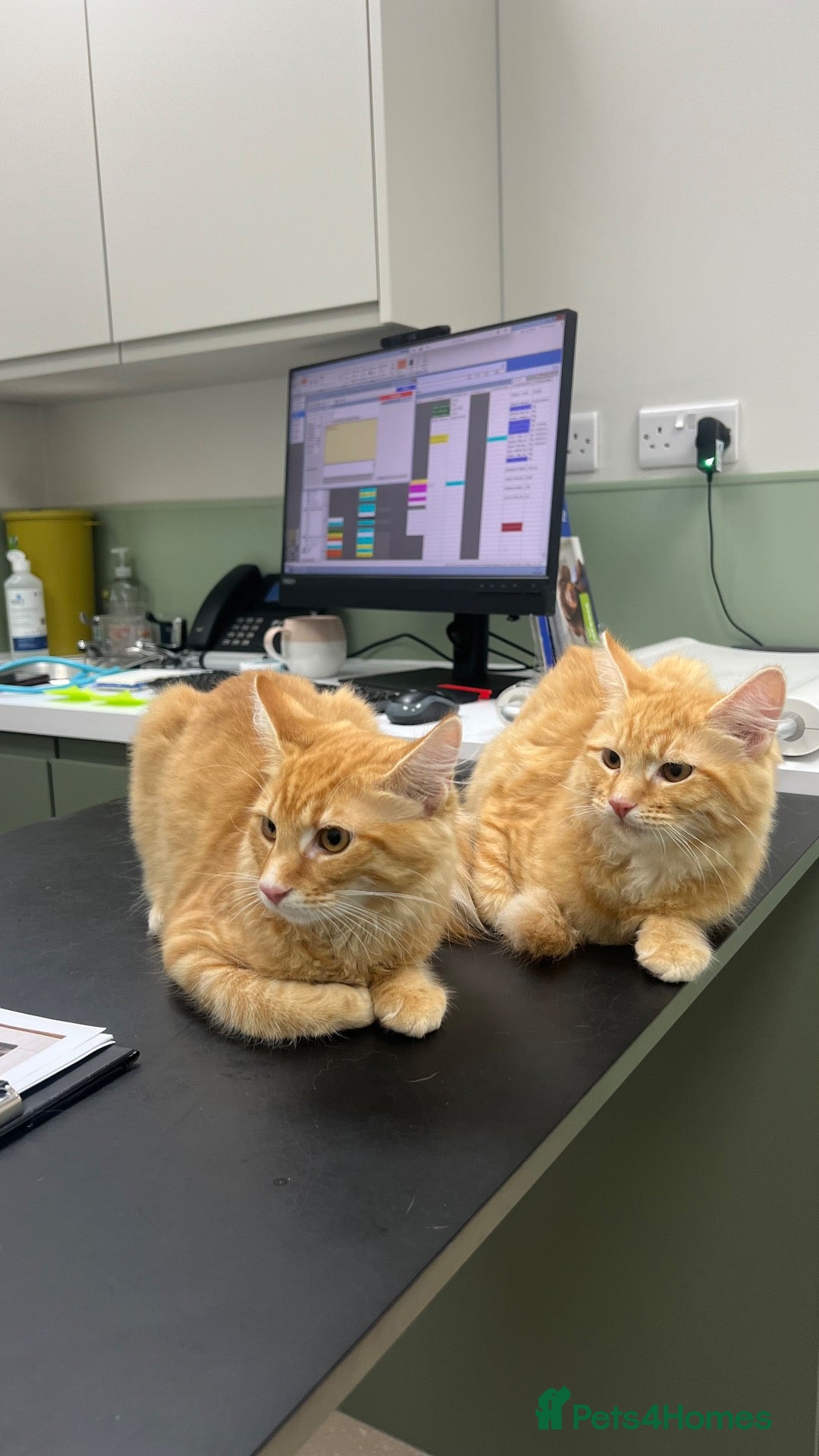 Mixed Breed cats Two Ginger Kittens Looking for a Loving Home - Advert 2