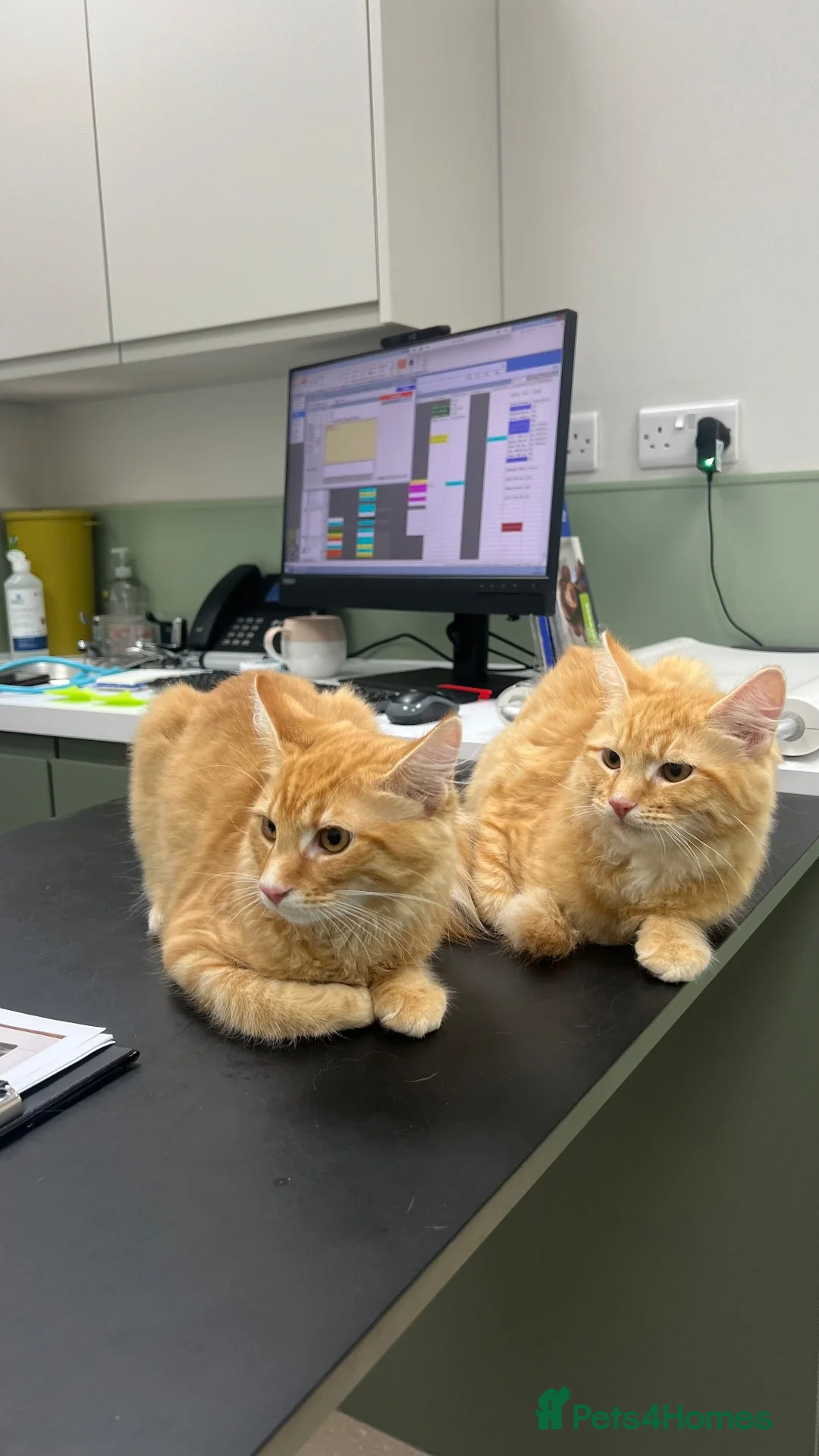Mixed Breed cats for sale: Two Ginger Kittens Looking for a Loving Home in Salford - Advert 1