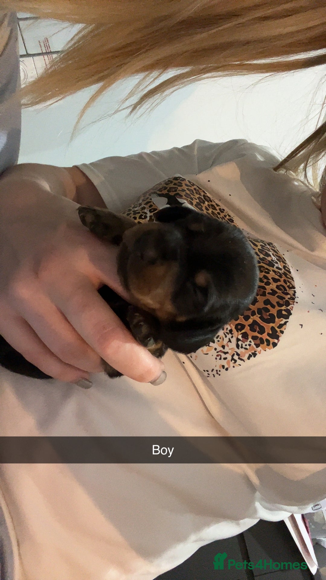 Dachshund dogs for sale: Dachounds - Image 5