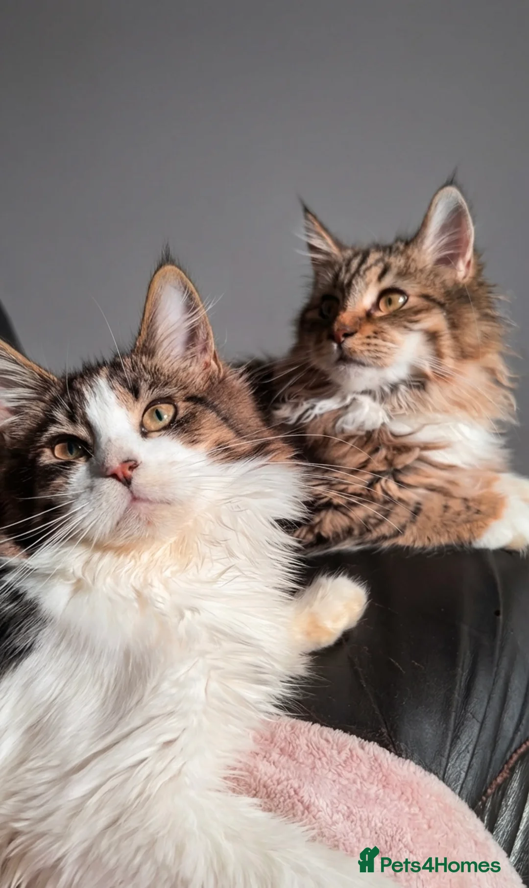 Maine Coon cats for sale: 2 female Maine coon kittens  - Advert 2