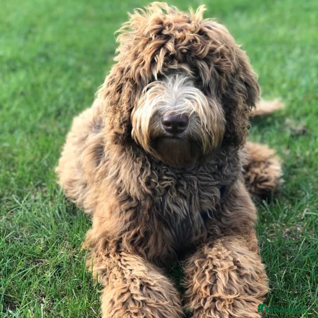 Labradoodle dogs for sale: F4b Standard Labradoodles (Fully Health Tested) - Image 6