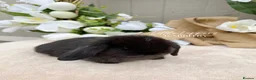 Mini Lop rabbits for sale: One Male One Female Mini Lop Babies to reserve now - Advert 4