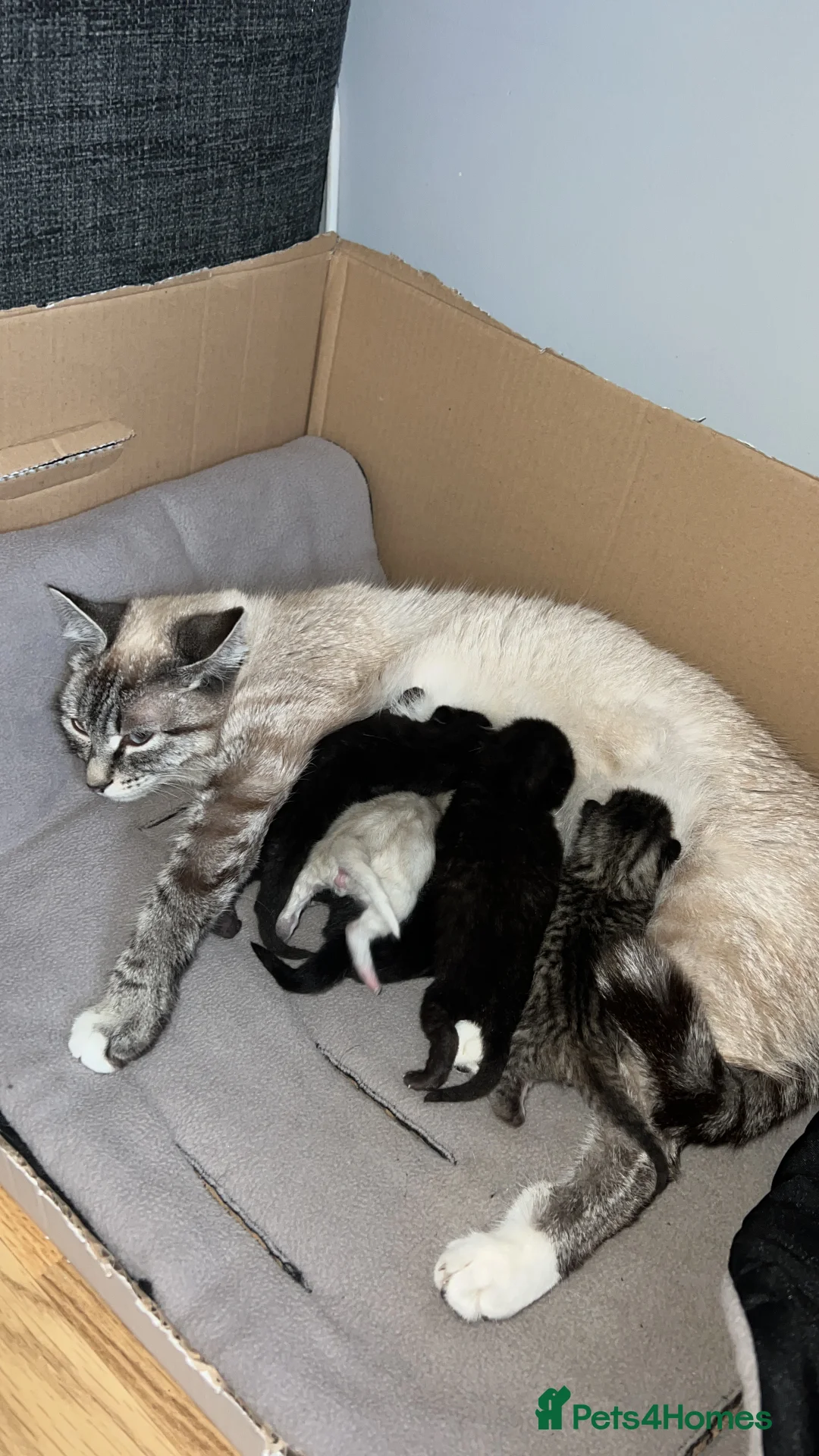 Mixed Breed cats for sale: 5 kittens for sale  - Advert 6