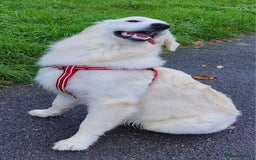 Golden Retriever dogs for sale: Meet Mickey, the Well-Mannered Golden Retriever - Image 2