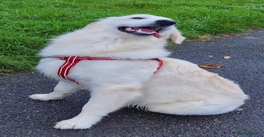 Golden Retriever dogs - Advert 5