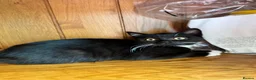 British Shorthair cats for sale: British shorthair crossed kitties  - Advert 5