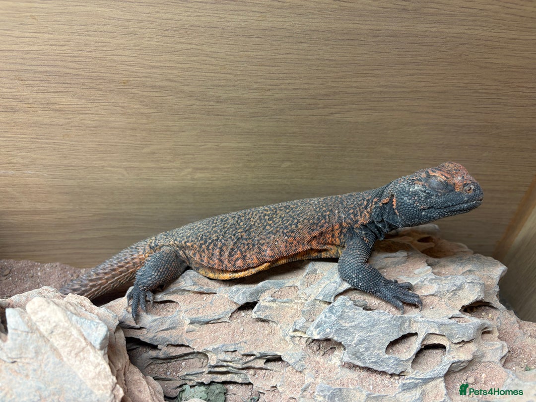 Lizard reptiles for sale: Morrocan uromastyx (non breeding pair) - Advert 4