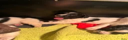 English Springer Spaniel dogs for sale: Springer Spaniel puppies  - Advert 4