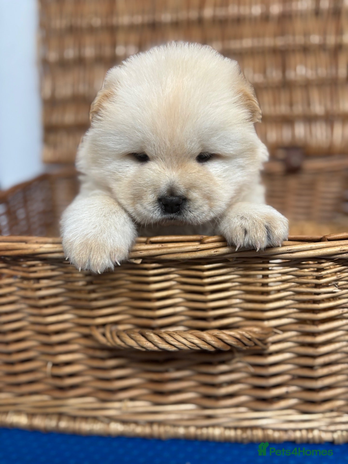 Chow Chow dogs for sale: DWKC CHOW CHOW MALE PUPS  - Advert 7