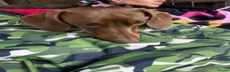 Dachshund dogs for sale: 1 year old male miniature dachshund  - Advert 3