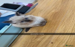 Ragdoll cats for sale: Beautiful family reared Ragdoll kittens  - Image 7