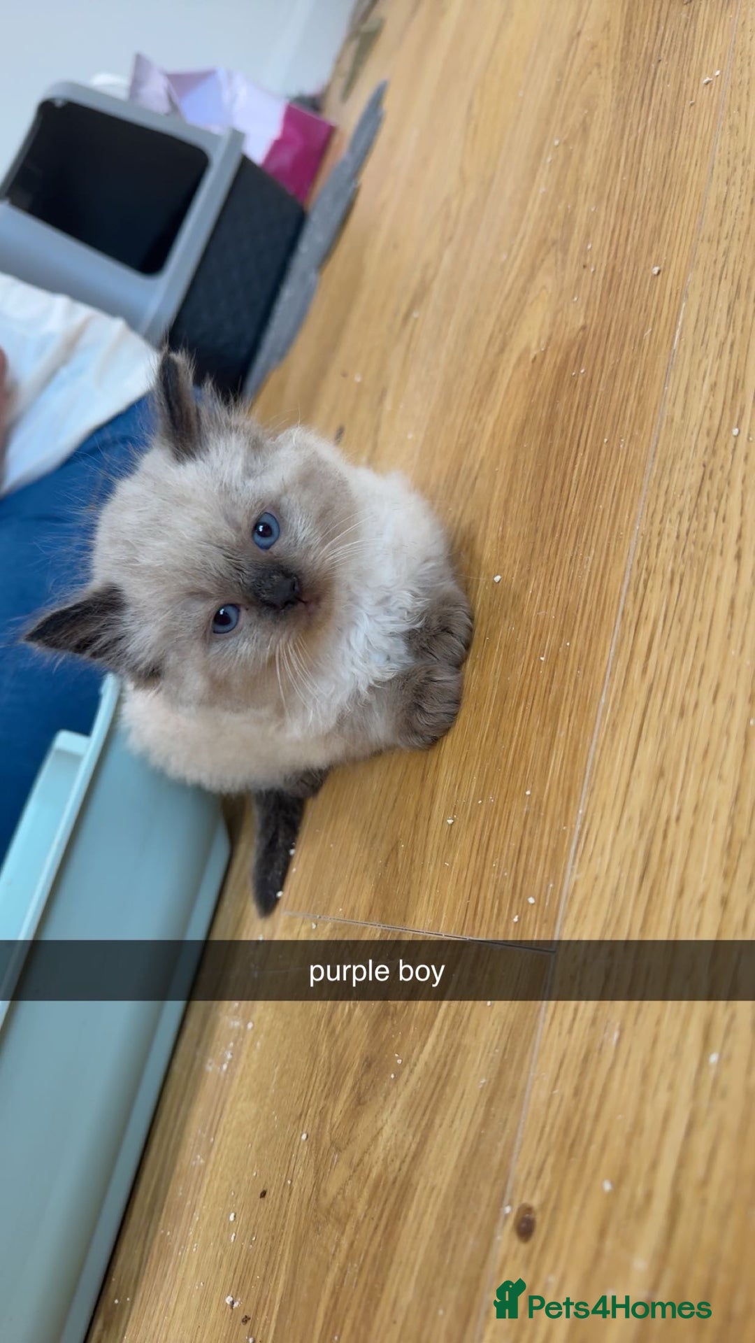 Ragdoll cats for sale: Beautiful family reared Ragdoll kittens  - Image 7