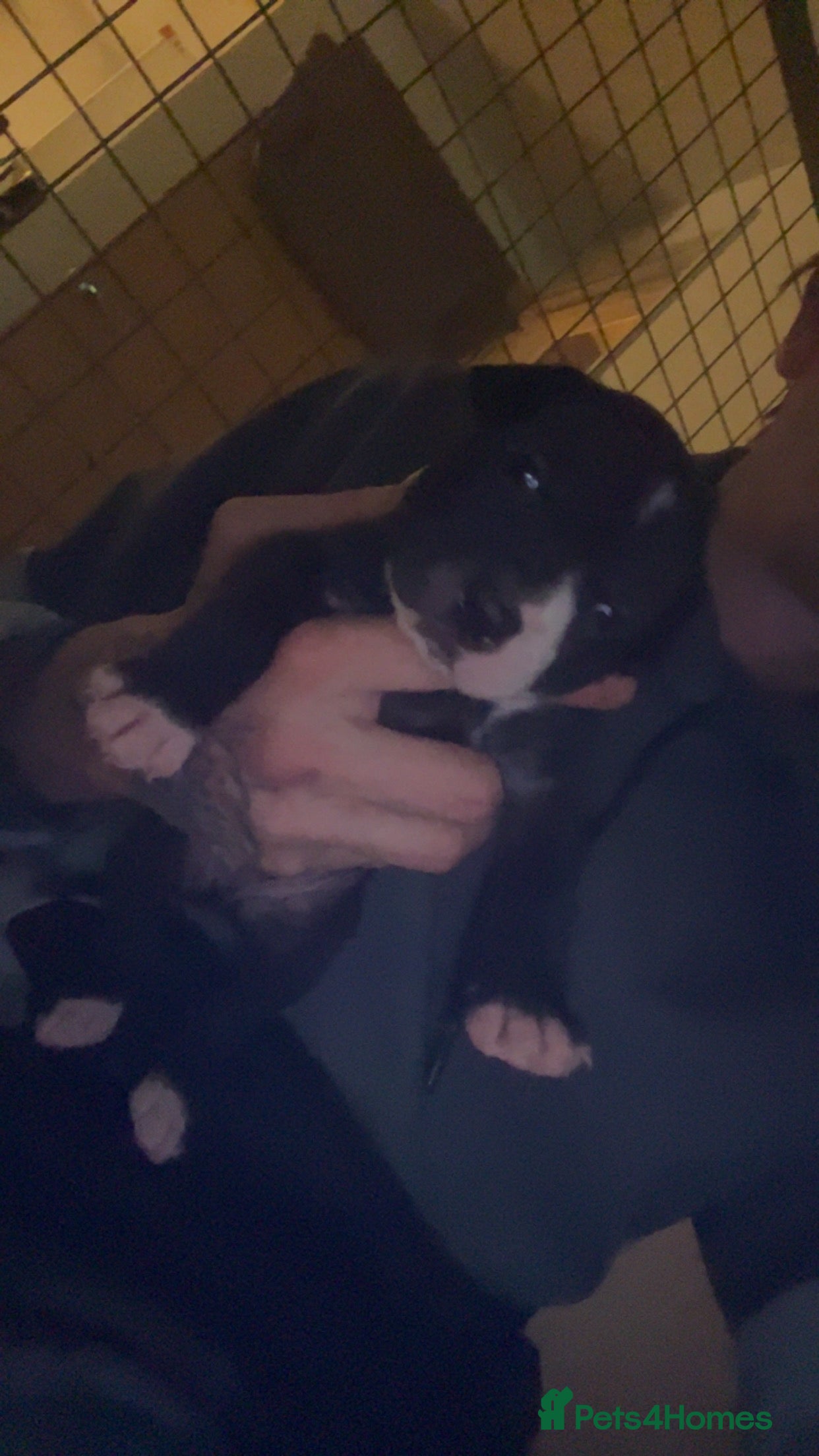 Staffordshire Bull Terrier dogs Staffordshire Cross Puppies – Ready 28 April - Advert 10