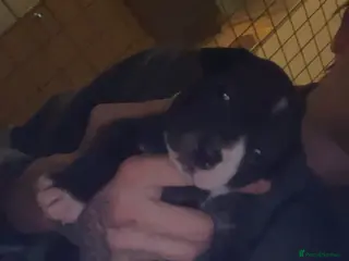 Staffordshire Bull Terrier dogs Staffordshire Cross Puppies – Ready 28 April - Advert 10