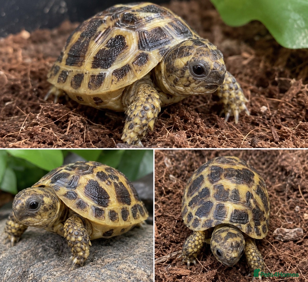 Tortoise reptiles Beautiful baby Horsefield Tortoise  - Advert 6