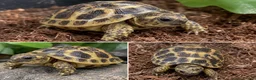 Tortoise reptiles for sale: Beautiful baby Horsefield Tortoise  in Dewsbury - Advert 1
