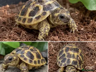 Tortoise reptiles Beautiful baby Horsefield Tortoise - Advert 1